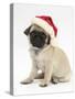 Fawn Pug Puppy, 8 Weeks, Wearing a Father Christmas Hat-Mark Taylor-Stretched Canvas