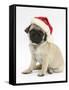 Fawn Pug Puppy, 8 Weeks, Wearing a Father Christmas Hat-Mark Taylor-Framed Stretched Canvas