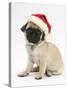 Fawn Pug Puppy, 8 Weeks, Wearing a Father Christmas Hat-Mark Taylor-Stretched Canvas