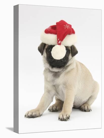 Fawn Pug Puppy, 8 Weeks, Wearing a Father Christmas Hat-Mark Taylor-Stretched Canvas