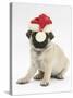 Fawn Pug Puppy, 8 Weeks, Wearing a Father Christmas Hat-Mark Taylor-Stretched Canvas