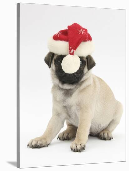 Fawn Pug Puppy, 8 Weeks, Wearing a Father Christmas Hat-Mark Taylor-Stretched Canvas