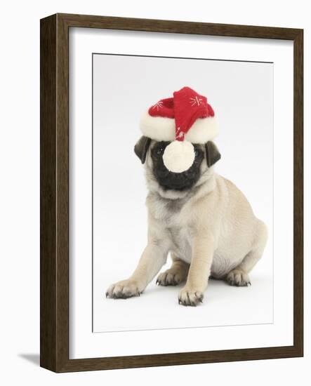 Fawn Pug Puppy, 8 Weeks, Wearing a Father Christmas Hat-Mark Taylor-Framed Photographic Print