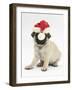 Fawn Pug Puppy, 8 Weeks, Wearing a Father Christmas Hat-Mark Taylor-Framed Photographic Print