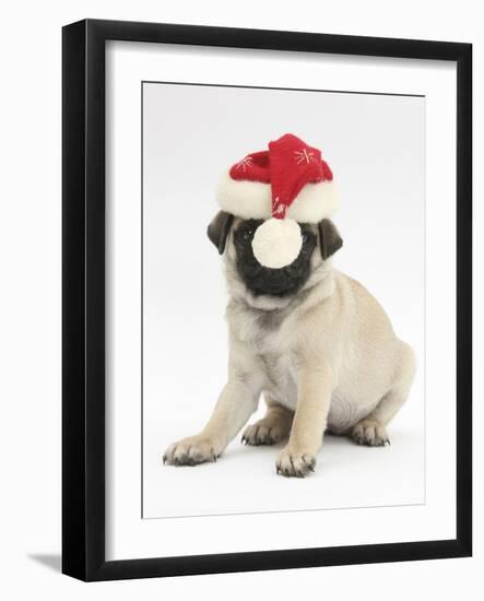 Fawn Pug Puppy, 8 Weeks, Wearing a Father Christmas Hat-Mark Taylor-Framed Photographic Print