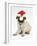 Fawn Pug Puppy, 8 Weeks, Wearing a Father Christmas Hat-Mark Taylor-Framed Photographic Print