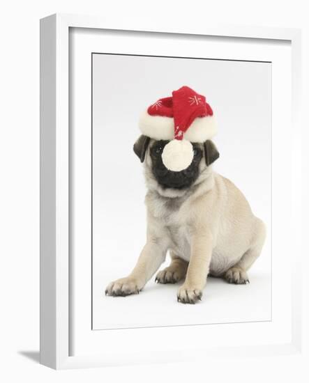 Fawn Pug Puppy, 8 Weeks, Wearing a Father Christmas Hat-Mark Taylor-Framed Photographic Print