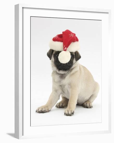 Fawn Pug Puppy, 8 Weeks, Wearing a Father Christmas Hat-Mark Taylor-Framed Photographic Print