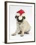 Fawn Pug Puppy, 8 Weeks, Wearing a Father Christmas Hat-Mark Taylor-Framed Photographic Print