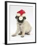 Fawn Pug Puppy, 8 Weeks, Wearing a Father Christmas Hat-Mark Taylor-Framed Photographic Print