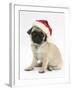 Fawn Pug Puppy, 8 Weeks, Wearing a Father Christmas Hat-Mark Taylor-Framed Photographic Print