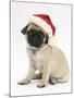 Fawn Pug Puppy, 8 Weeks, Wearing a Father Christmas Hat-Mark Taylor-Mounted Photographic Print