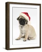 Fawn Pug Puppy, 8 Weeks, Wearing a Father Christmas Hat-Mark Taylor-Framed Photographic Print