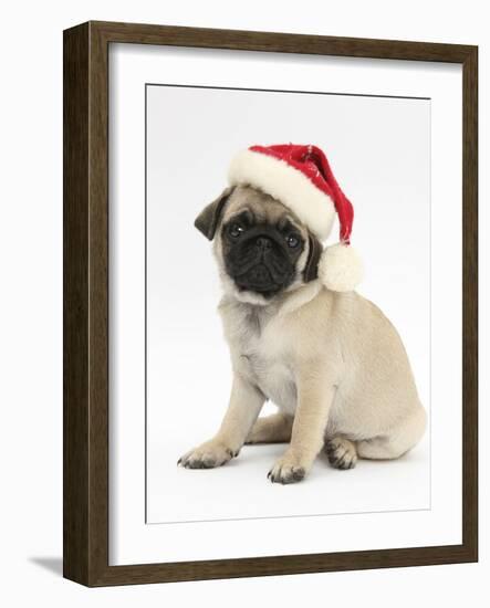 Fawn Pug Puppy, 8 Weeks, Wearing a Father Christmas Hat-Mark Taylor-Framed Photographic Print