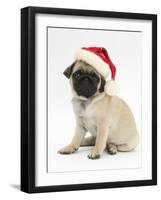 Fawn Pug Puppy, 8 Weeks, Wearing a Father Christmas Hat-Mark Taylor-Framed Photographic Print