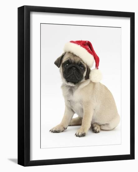 Fawn Pug Puppy, 8 Weeks, Wearing a Father Christmas Hat-Mark Taylor-Framed Photographic Print