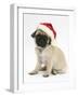 Fawn Pug Puppy, 8 Weeks, Wearing a Father Christmas Hat-Mark Taylor-Framed Photographic Print