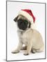 Fawn Pug Puppy, 8 Weeks, Wearing a Father Christmas Hat-Mark Taylor-Mounted Photographic Print