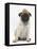 Fawn Pug Puppy, 8 Weeks, Wearing a Straw Hat-Mark Taylor-Framed Stretched Canvas