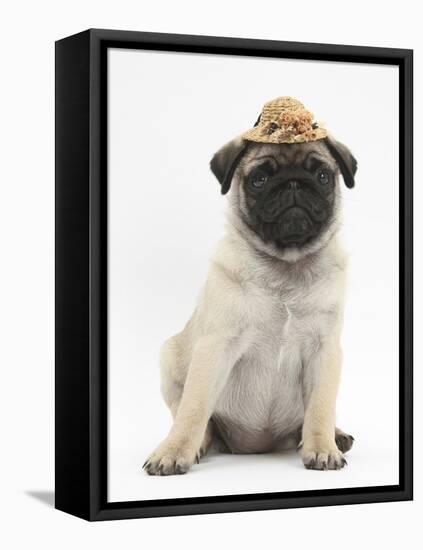 Fawn Pug Puppy, 8 Weeks, Wearing a Straw Hat-Mark Taylor-Framed Stretched Canvas
