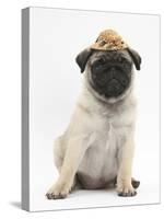 Fawn Pug Puppy, 8 Weeks, Wearing a Straw Hat-Mark Taylor-Stretched Canvas