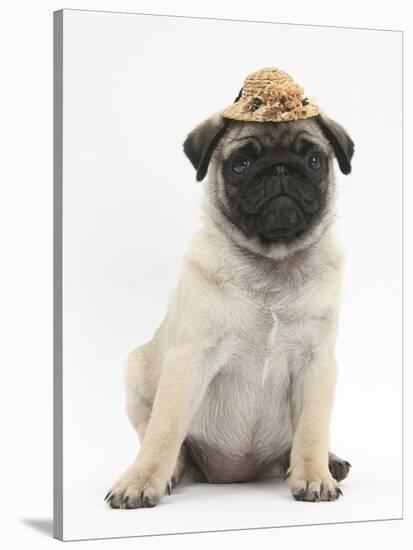 Fawn Pug Puppy, 8 Weeks, Wearing a Straw Hat-Mark Taylor-Stretched Canvas