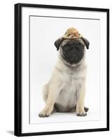 Fawn Pug Puppy, 8 Weeks, Wearing a Straw Hat-Mark Taylor-Framed Photographic Print