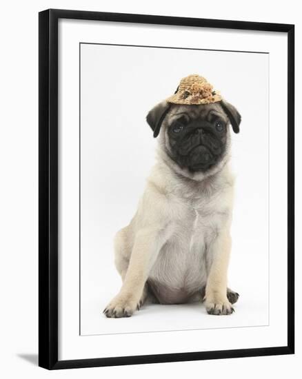 Fawn Pug Puppy, 8 Weeks, Wearing a Straw Hat-Mark Taylor-Framed Photographic Print