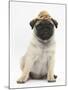 Fawn Pug Puppy, 8 Weeks, Wearing a Straw Hat-Mark Taylor-Mounted Photographic Print