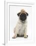 Fawn Pug Puppy, 8 Weeks, Wearing a Straw Hat-Mark Taylor-Framed Photographic Print