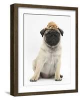 Fawn Pug Puppy, 8 Weeks, Wearing a Straw Hat-Mark Taylor-Framed Photographic Print