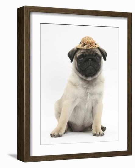 Fawn Pug Puppy, 8 Weeks, Wearing a Straw Hat-Mark Taylor-Framed Photographic Print