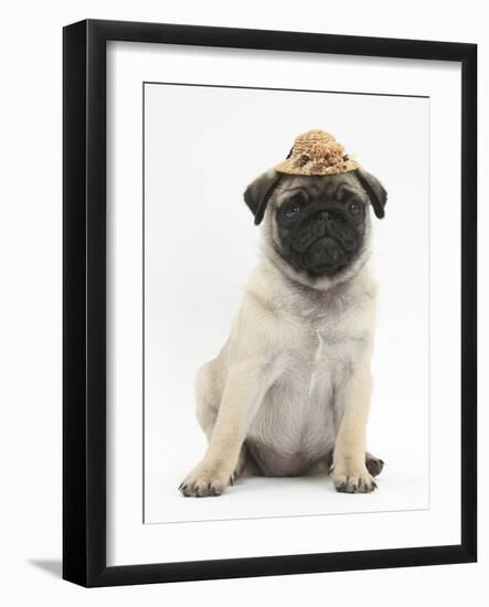 Fawn Pug Puppy, 8 Weeks, Wearing a Straw Hat-Mark Taylor-Framed Photographic Print