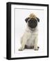 Fawn Pug Puppy, 8 Weeks, Wearing a Straw Hat-Mark Taylor-Framed Photographic Print