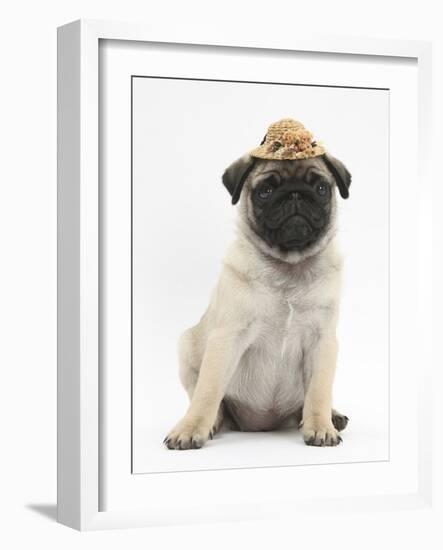 Fawn Pug Puppy, 8 Weeks, Wearing a Straw Hat-Mark Taylor-Framed Photographic Print