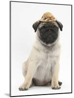 Fawn Pug Puppy, 8 Weeks, Wearing a Straw Hat-Mark Taylor-Mounted Photographic Print