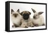 Fawn Pug Puppy, 8 Weeks, with Birman X Ragdoll Kitten and Young Sooty Colourpoint Rabbit-Mark Taylor-Framed Stretched Canvas