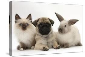 Fawn Pug Puppy, 8 Weeks, with Birman X Ragdoll Kitten and Young Sooty Colourpoint Rabbit-Mark Taylor-Stretched Canvas