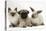 Fawn Pug Puppy, 8 Weeks, with Birman X Ragdoll Kitten and Young Sooty Colourpoint Rabbit-Mark Taylor-Stretched Canvas