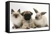 Fawn Pug Puppy, 8 Weeks, with Birman X Ragdoll Kitten and Young Sooty Colourpoint Rabbit-Mark Taylor-Framed Stretched Canvas