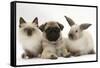 Fawn Pug Puppy, 8 Weeks, with Birman X Ragdoll Kitten and Young Sooty Colourpoint Rabbit-Mark Taylor-Framed Stretched Canvas