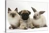 Fawn Pug Puppy, 8 Weeks, with Birman X Ragdoll Kitten and Young Sooty Colourpoint Rabbit-Mark Taylor-Stretched Canvas