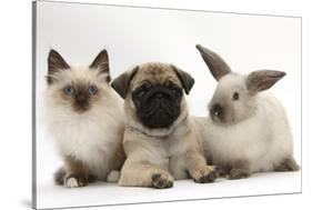 Fawn Pug Puppy, 8 Weeks, with Birman X Ragdoll Kitten and Young Sooty Colourpoint Rabbit-Mark Taylor-Stretched Canvas