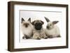 Fawn Pug Puppy, 8 Weeks, with Birman X Ragdoll Kitten and Young Sooty Colourpoint Rabbit-Mark Taylor-Framed Photographic Print