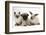 Fawn Pug Puppy, 8 Weeks, with Birman X Ragdoll Kitten and Young Sooty Colourpoint Rabbit-Mark Taylor-Framed Photographic Print