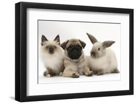 Fawn Pug Puppy, 8 Weeks, with Birman X Ragdoll Kitten and Young Sooty Colourpoint Rabbit-Mark Taylor-Framed Photographic Print