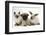 Fawn Pug Puppy, 8 Weeks, with Birman X Ragdoll Kitten and Young Sooty Colourpoint Rabbit-Mark Taylor-Framed Photographic Print