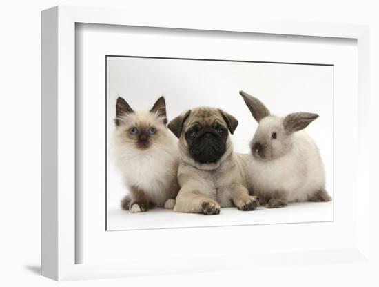 Fawn Pug Puppy, 8 Weeks, with Birman X Ragdoll Kitten and Young Sooty Colourpoint Rabbit-Mark Taylor-Framed Photographic Print