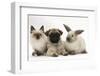 Fawn Pug Puppy, 8 Weeks, with Birman X Ragdoll Kitten and Young Sooty Colourpoint Rabbit-Mark Taylor-Framed Photographic Print