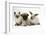 Fawn Pug Puppy, 8 Weeks, with Birman X Ragdoll Kitten and Young Sooty Colourpoint Rabbit-Mark Taylor-Framed Photographic Print